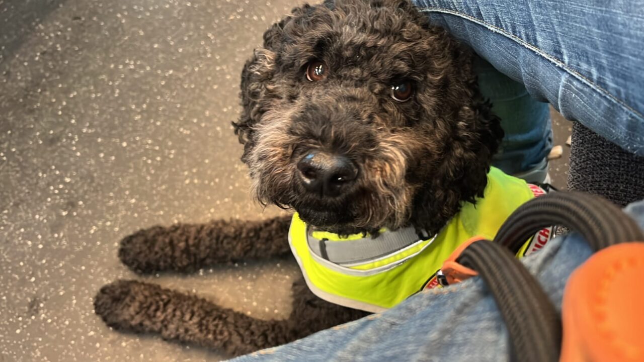 Heute am Welttierschutztag wirft KNEIPP auf ganz besondere Hunde und ihre ganz besonderen Menschen.